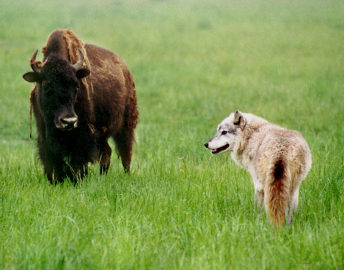 Altair and a bison cow (c) Monty Sloan